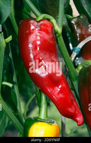 PAPRIKA ROMANO. GEWÄCHSHAUS ANGEBAUT Stockfoto