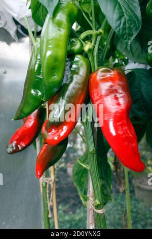 PAPRIKA ROMANO. GEWÄCHSHAUS ANGEBAUT Stockfoto