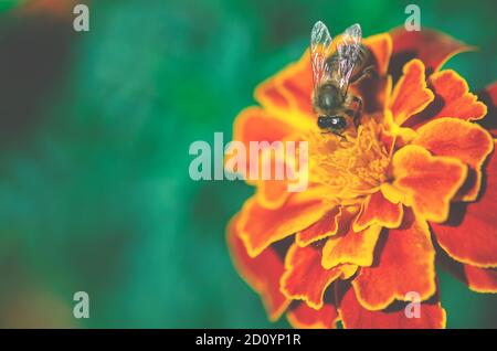 Die Biene sammelt Nektar auf einer Gartenblume in der Sonne. Bienen Stockfoto
