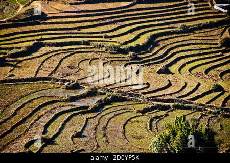 Geerntetes und terrassenförmiges Reisfeld in der Nähe von Sa Pa vietnam Stockfoto