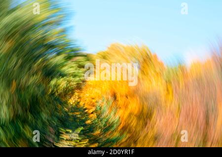 Verschwommener abstrakter Hintergrund von Herbstblättern auf Bäumen in Bewegung. Das Konzept der Rotation in der Natur im Herbst Stockfoto