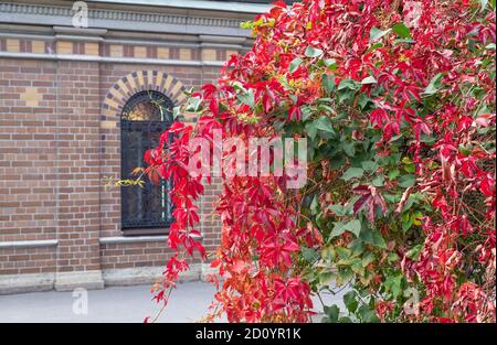 Mädchenhafte Trauben mit schönen hellen Herbstblättern auf dem Hintergrund einer Ziegelmauer eines nicht erkennbaren Gebäudes mit einem Fenster. Horizontale Orientati Stockfoto