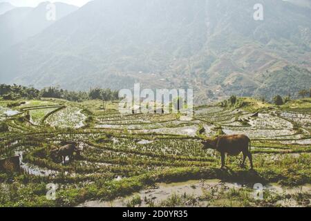 Kühe auf geerntetem und terrassenförmigem Reisfeld in der Nähe von Sa Pa vietnam Stockfoto