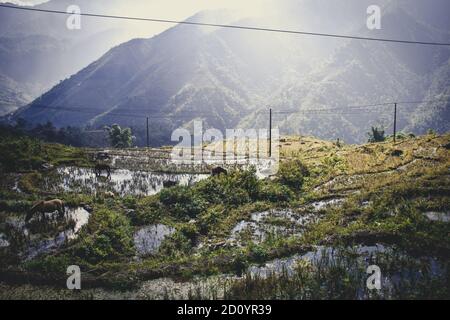 Überschwemmtes und geerntetes und terrassenförmiges Reisfeld in der Nähe von Sa Pa vietnam Stockfoto