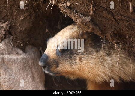 Der Langschwanzmarmot (Marmota caudata) Oder Goldmurmeltier ist eine Murmeltier-Art in der Familie Sciuridae Stockfoto