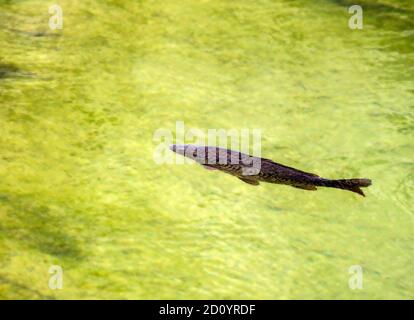 Forelle ist der gebräuchliche Name für eine Reihe von Süßwasserfischen der Gattungen Oncorhynchus, Stockfoto