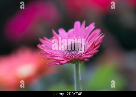 Rosa Gerbera Gänseblümchen Blume Nahaufnahme vor bunten unscharfen Hintergrund Stockfoto