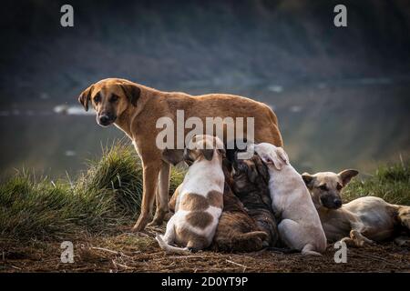 Haushündin in der Straße Fütterung in den Waldgebieten Stockfoto