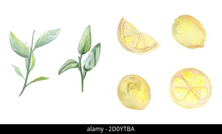 Handgezeichnete Aquarellzitronen auf weißem Hintergrund. Isolierte Elemente für Kunstdesign. Stockfoto