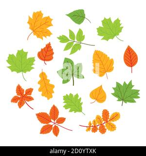 Vektor-Illustration der Farbe Herbst Blätter auf weißem Hintergrund Stock Vektor