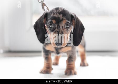 Flacher Fokus eines sehr jungen Dachshund Welpen in einem sehr frühen Stadium der Entwicklung gesehen. Stockfoto