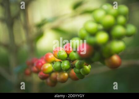 Nahaufnahme der natürlichen Kaffeebohnen Früchte auf dem Baum Stockfoto