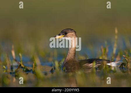 Eine kleine Ente, die ein Bad nimmt Stockfoto