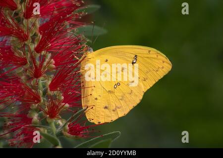 Nahaufnahme von Orangebarben Schwefel Schmetterling auf rote Blume mit Grüner Hintergrund Stockfoto