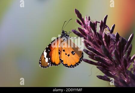 Nahaufnahme des Schmetterlings der Steinmuttermonarchie auf einer violetten Blume Vor unscharfem, farbenfrohem Hintergrund Stockfoto