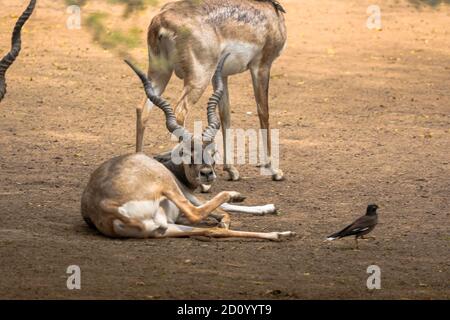 Hirsch schaut den Betrachter mit einem verrunzelten Blick direkt an Mit einem anderen Hirsch im Hintergrund Stockfoto