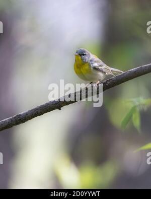 Nördlicher Parula-Waldsänger auf Baumzweig im Wald Stockfoto