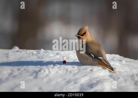 Böhmischer Wachsflügelvogel mit roten Früchten auf Schnee Stockfoto