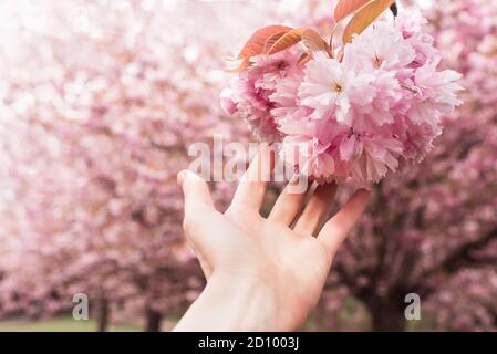 Hand reicht bis zu schönen rosa Sakura Blumen - schließen Kirschenblüten im Frühling Stockfoto