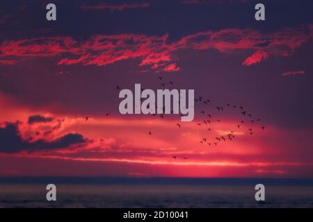 Vogelschar, der in dunkelrotem Himmel über den Sonnenuntergang fliegt Blaues Wasser Stockfoto