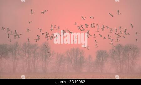 Schneegänse strömen im Flug über Feld in neblig rosa Orangefarbenes Abendlicht Stockfoto