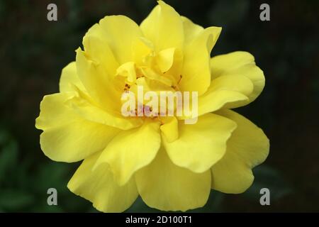 Gelbe Rose mit zarten Blütenblättern und grünen Blättern, gelbe Rose im Garten, Frühlingsblume, Schönheit in der Natur, gelbes Rosenmakro, Stockbild Stockfoto