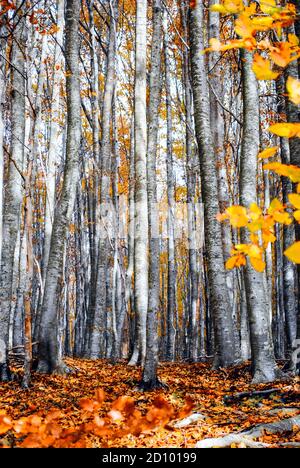 Vertikale Aufnahme von hohen Herbstbäumen im Wald Stockfoto