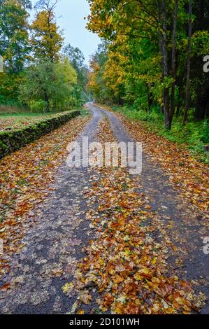 Herbstblätter auf der Straße und alte Steinmauer bedeckt Moos Stockfoto
