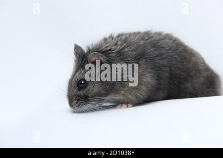 Fett grauen pelzigen Hamster isoliert auf weißem Hintergrund. Füttern Sie Haustiere mit Sonnensamen oder Zwerg. Niedlich und gesunde Erwachsene Hamster Stockfoto