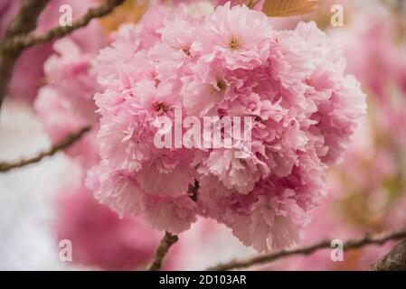 Nahaufnahme von rosa Sakura-Blumen auf Baum - Kirsche Blüht im Frühling Stockfoto