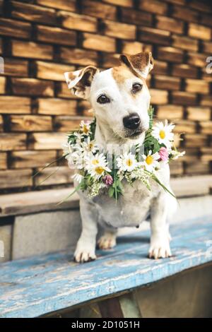 Schöner, romantischer Hund Jack Russel in einem Blumenkranz. Sommerurlaub Konzept. Landhausstil Stockfoto