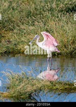 Roseatlöffel im Teich. Einzigartige flache Schnabel und rosa Federn, strecken seine Flügel Stockfoto