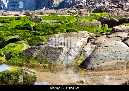 Flysch-Felsformation mit grünen Algen am Strand von Barrika in Biskaya, Spanien Stockfoto