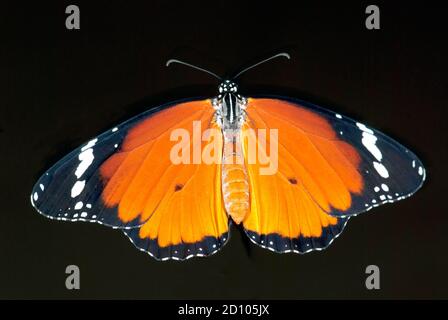 Einfacher Tiger, afrikanischer Monarchschmetterling (Danaus chrysippus) Stockfoto