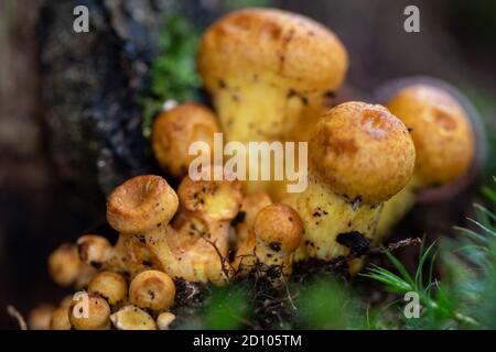 Schöne orange-braune Kappen von Flammulina velutipes allgemein als Samt bekannt Schafspilze, die häufig im Nationalpark gesehen wird In Lanaken Stockfoto