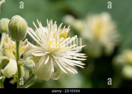 Nahaufnahme von Blumen auf einem alten mans Bart (clematis vitalba) Pflanze Stockfoto