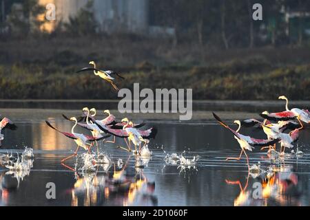 Größere Flamingo Land in einem See Stockfoto