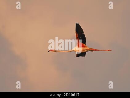Einfacher Flamingo, der fliegt. Stockfoto