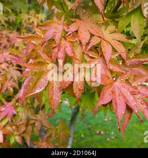 Acer palmatum Blätter ändern Farbe, Wechsel von Grün zu saisonalen orange und rot Herbst Farben, wächst in Surrey, Südostengland Stockfoto