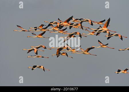 Flamingo - große Herde fliegen Stockfoto
