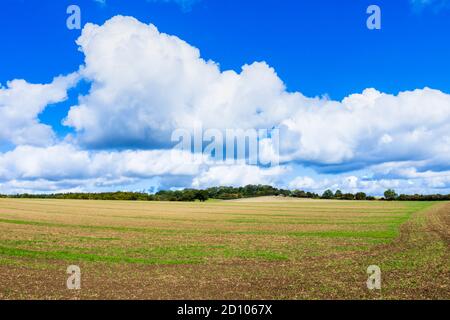 Panoramablick auf ein Harrowed Feld in Ackerland nach der Ernte in unberührten ländlichen Wiltshire Landschaft, Great Bedwyn, Wiltshire, im frühen Herbst Stockfoto