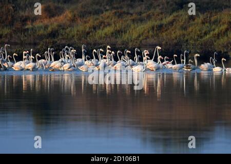 Flamingo - große Herde in flachem Wasser Stockfoto