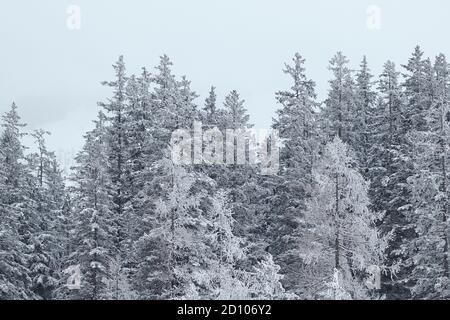 Winterwaldlandschaft. Schneebedeckter Kiefernwald in der Natur nach Schneesturm. Stockfoto