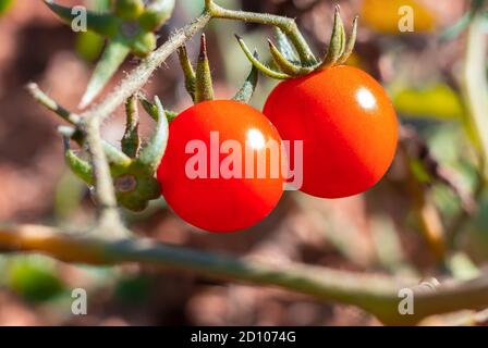 Reife rote Kirschtomaten hängen an der Rebe eines Tomatenbaums im Garten, unter dem Sonnenlicht Stockfoto
