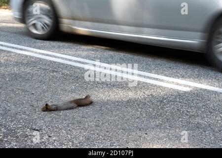 Ein totes Eichhörnchen liegt auf der Straße, wurde gerade von einem Auto getötet Stockfoto