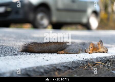 Ein totes Eichhörnchen liegt auf der Straße, wurde gerade von einem Auto getötet Stockfoto
