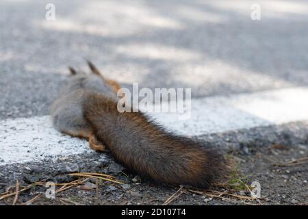 Ein totes Eichhörnchen liegt auf der Straße, wurde gerade von einem Auto getötet Stockfoto