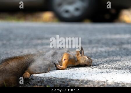 Ein totes Eichhörnchen liegt auf der Straße, wurde gerade von einem Auto getötet Stockfoto