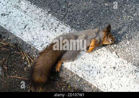 Ein totes Eichhörnchen liegt auf der Straße, wurde gerade von einem Auto getötet Stockfoto