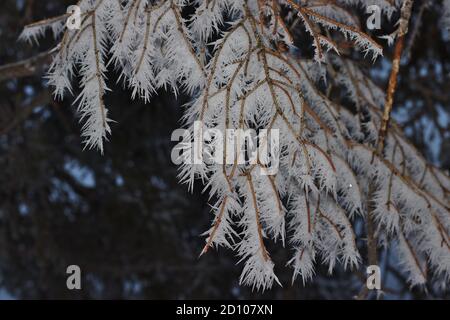 Eisspitzen und Eiszapfen auf Baumzweig nach kaltem frostigen Schneesturm. Stockfoto